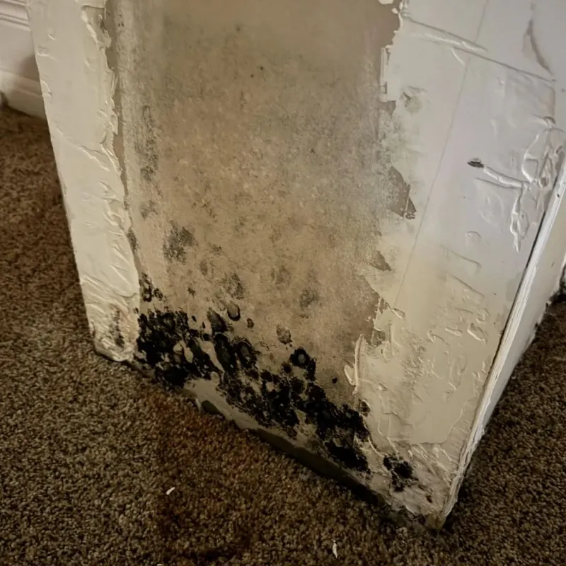 Professional Mold Removal in Saticoy, CA